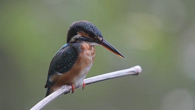 普通翠鸟(Alcedo atthis)色彩斑斓视频素材