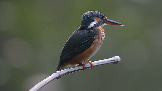 普通翠鸟(Alcedo atthis)色彩斑斓视频素材