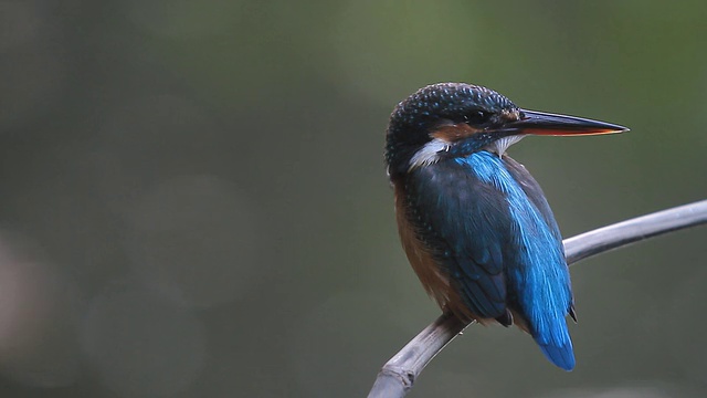 普通翠鸟(Alcedo atthis)色彩斑斓视频素材