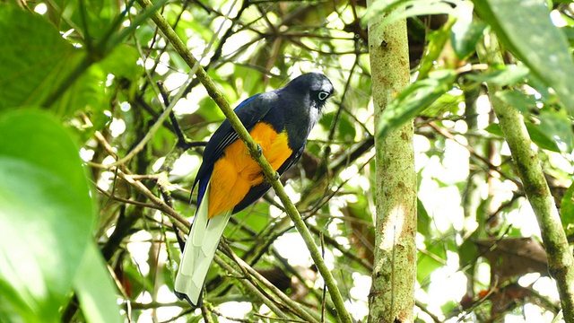 白尾巨蝮(Trogon Chionurus)慢慢地向各个方向移动它的头视频素材