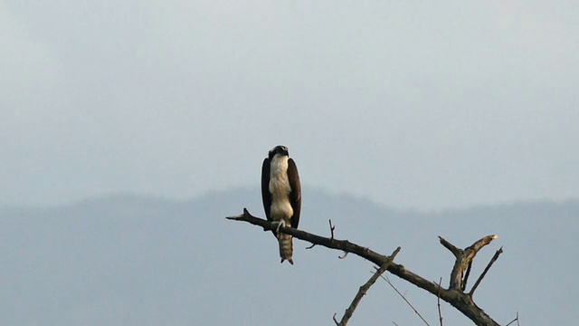 鱼鹰(Pandion haliaetus)栖息在一个以山的剪影为背景的树枝上视频素材