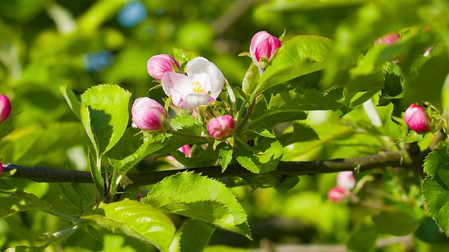 苹果园开花视频素材