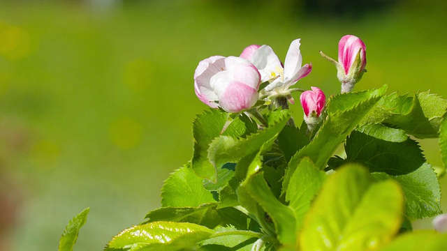 苹果树开花视频素材