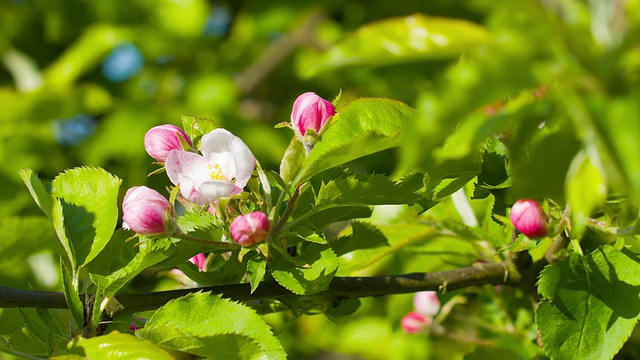 苹果树花园视频素材