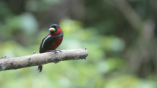 黑色和红色的鸟，一对黑色和红色的宽喙(Cymbirhynchus macrohynchos)视频素材