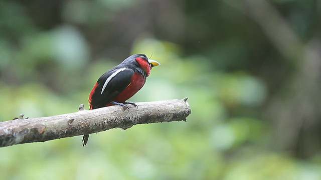 黑色和红色的鸟，一对黑色和红色的宽喙(Cymbirhynchus macrohynchos)视频素材