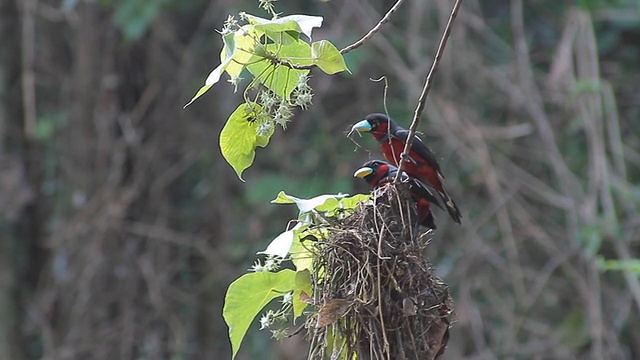 黑色和红色的鸟，一对黑色和红色的宽喙(Cymbirhynchus macrohynchos)视频素材