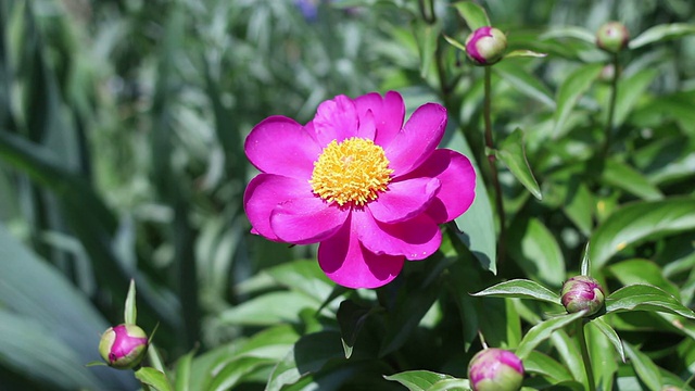 芍药视频素材