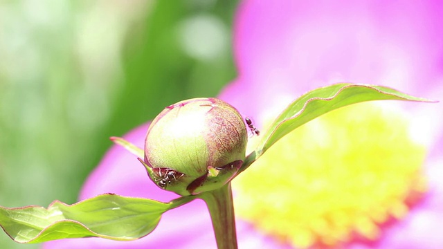 蚂蚁在舔白芍花蕾上的蜜露视频素材