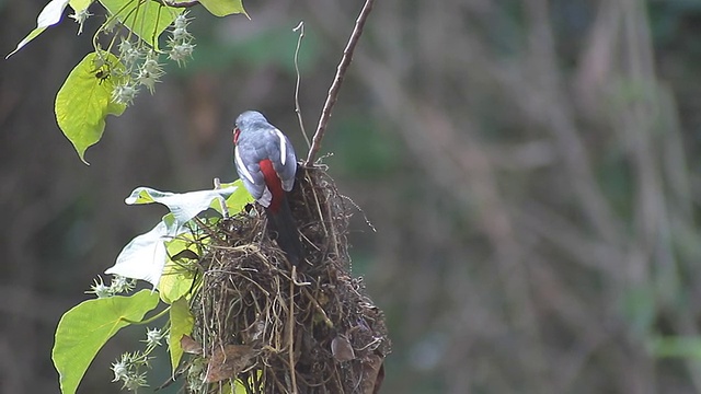 黑色和红色的鸟，一对黑色和红色的宽喙(Cymbirhynchus macrohynchos)视频素材