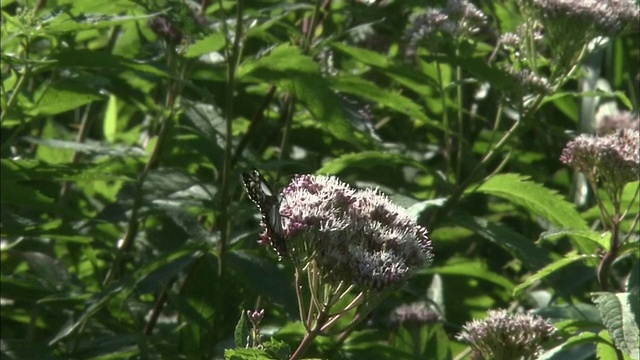 蝴蝶吃花视频素材