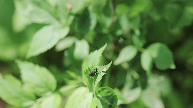 查克甲虫视频素材