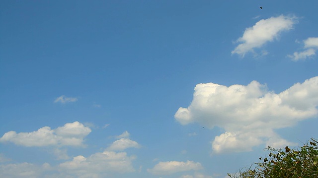 一大群鸟在天空中飞翔视频素材