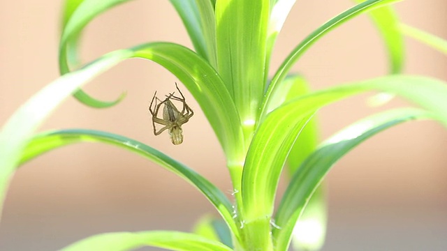 蜘蛛要蜕皮视频下载