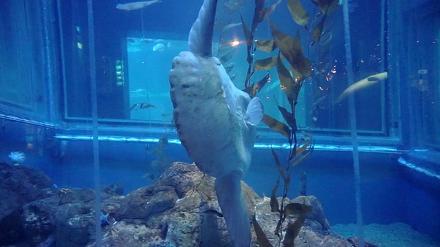 大洋鱼(翻车鱼)近距离拍摄在大阪，日本水族馆视频素材