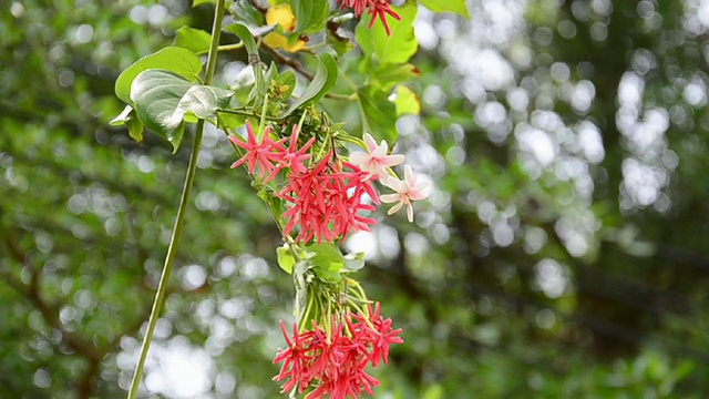 与风花视频素材