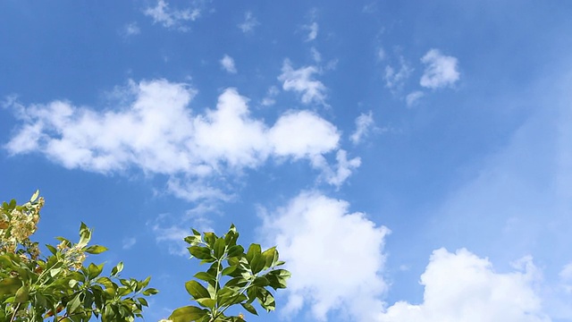 树叶随风飘动，天空湛蓝视频下载