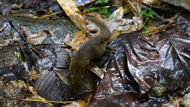 Treeshrew饮用水视频下载