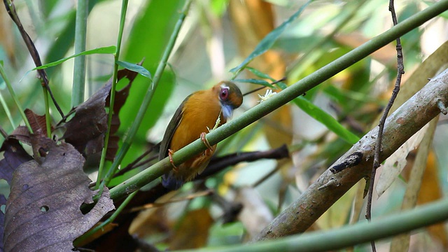 White-browed Piculet喂养视频下载