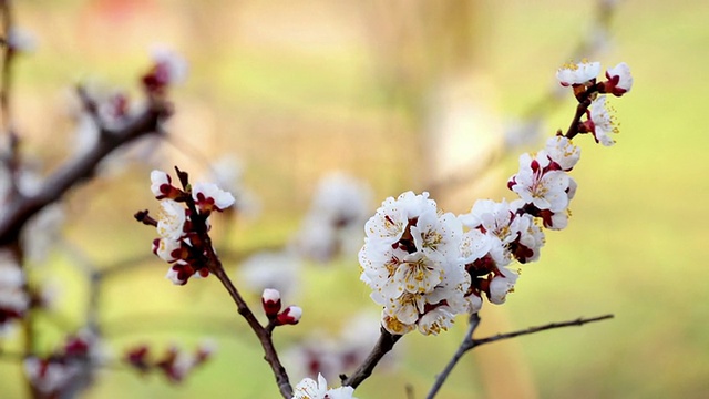 带白花的树枝视频素材