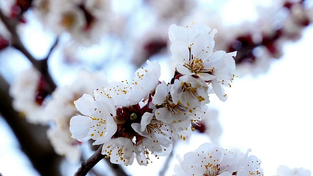 带白花的树枝视频素材