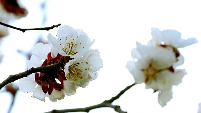 带白花的树枝视频素材