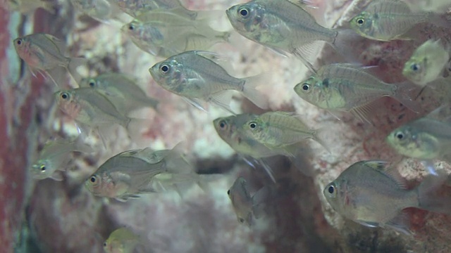 鱼在水族馆游泳的特写镜头视频素材