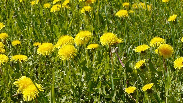 黄花植物野外特写视频素材