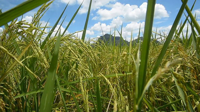 稻田视频素材