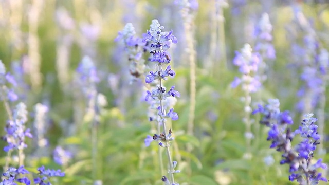 多莉:蓝色鼠尾草和薰衣草盛开在花园和田野里视频素材