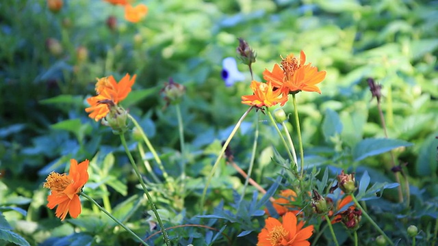 多莉:花园里的黄色宇宙花视频素材