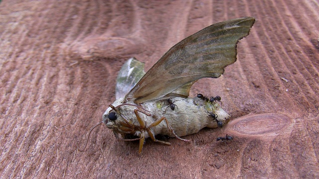 蚂蚁以死去的昆虫为食视频素材