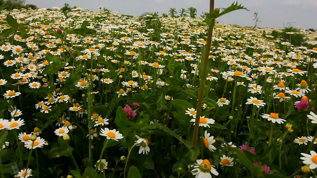 春天在洋甘菊田上空飞翔视频素材