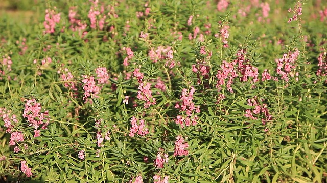 多莉:蓝色鼠尾草和薰衣草盛开在花园和田野里视频素材