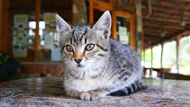 小猫在桌子上盯着什么东西视频素材