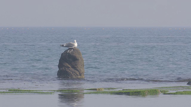 日本富山滨原海岸的海鸟视频素材