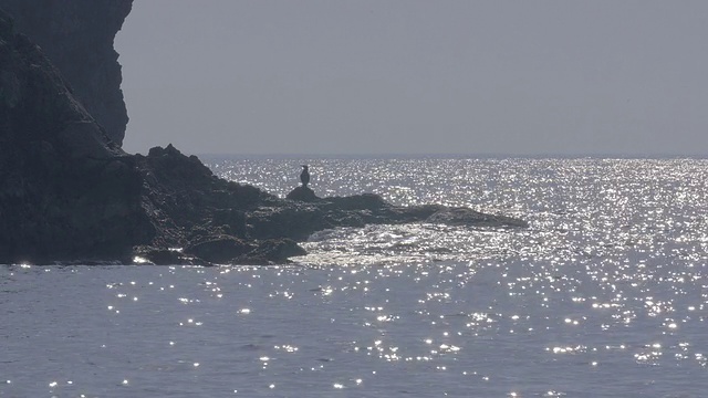 海鸟和海岸，在Noto半岛，石川，日本视频素材