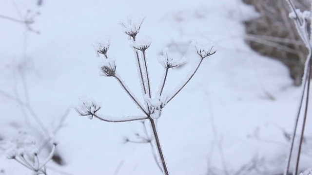 冬季的天然植物视频素材