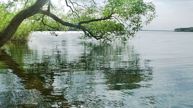 树在湖视频素材