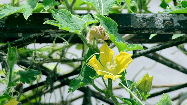 花在风中摆动视频素材