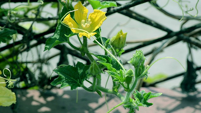 花在风中摆动视频素材