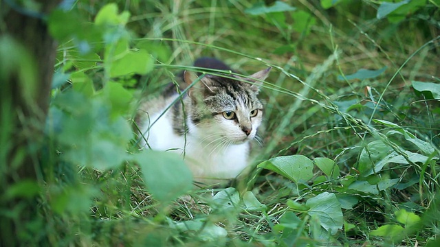 猫攻击视频下载