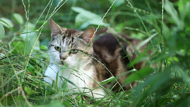 猫的特写视频素材