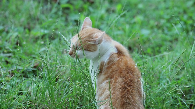 橙白色的猫视频素材