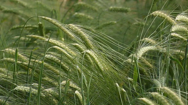 小麦植株视频素材