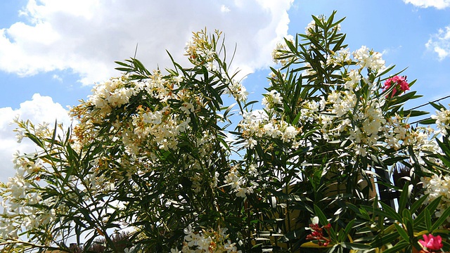 开花夹竹桃夹竹桃视频素材