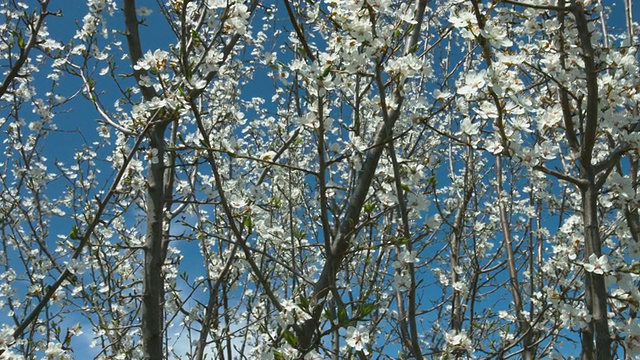 树上开着许多白色的花。视频素材