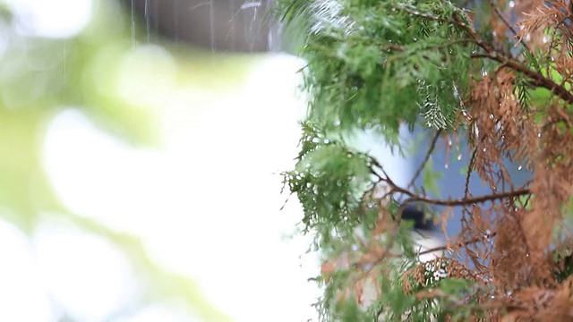 树叶带着雨滴滴落地面，视频素材