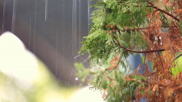 树叶带着雨滴滴落地面，视频素材