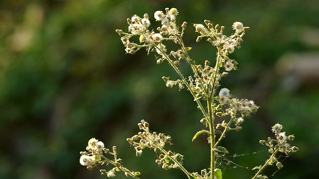 野蒲公英花和风视频素材